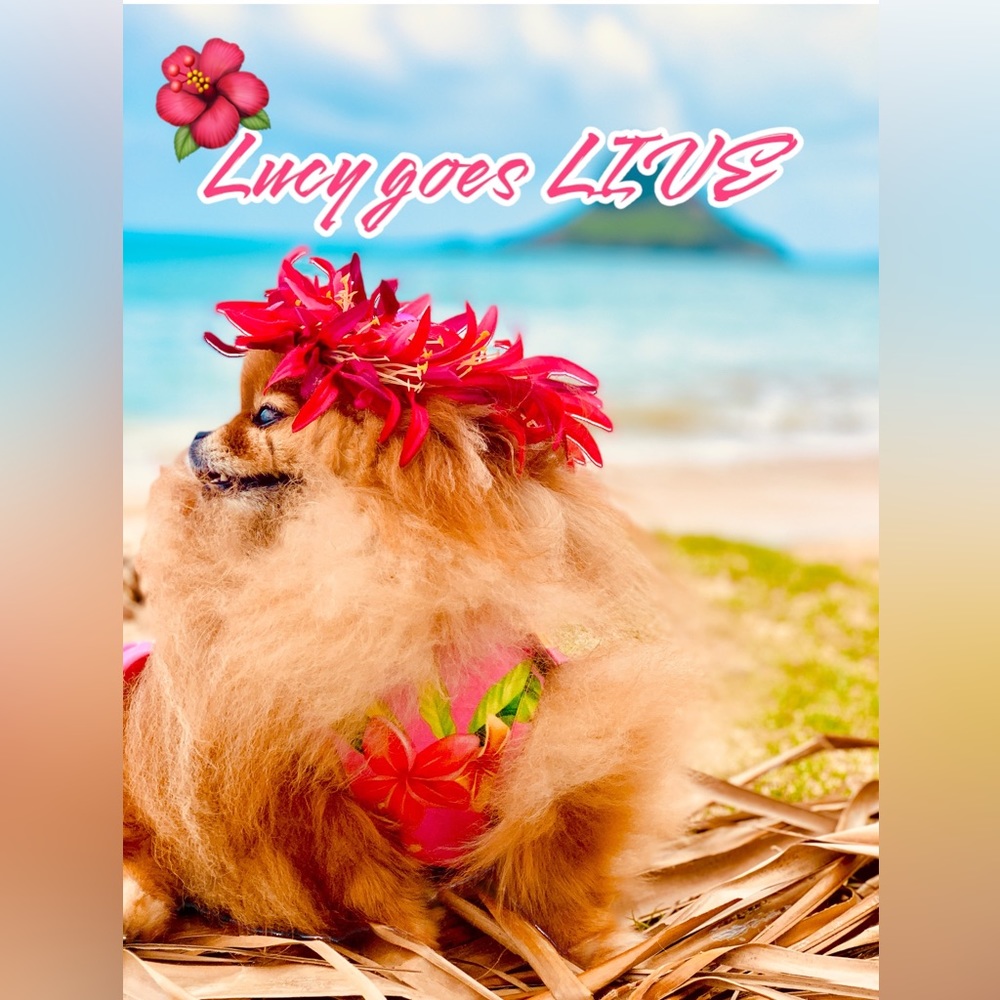 THRIFTYKENZY IS LIVE WITH LUCY! LIKE THIS TO BE NOTIFIED, MAHALO! 🌺